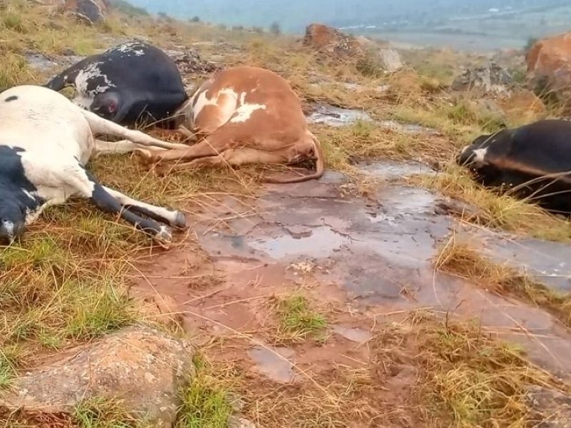 Lightning kills 10 cattle at army base in Rumbek&nbsp;East